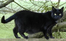 Susi