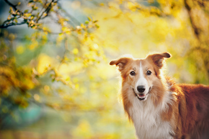 Border collie dog portrait on the spring sunshine background