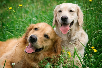 Portrait of two young dogs playing in the meadow