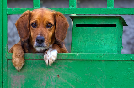 Sad beagle-like small dog behing the gate