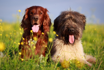 setter and briard dogs