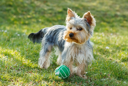Cute small yorkshire terrier is running on a green lawn outdoor, no people, with small ball