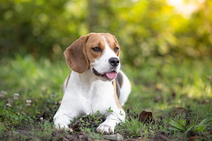 beagle dog outdoor portrait