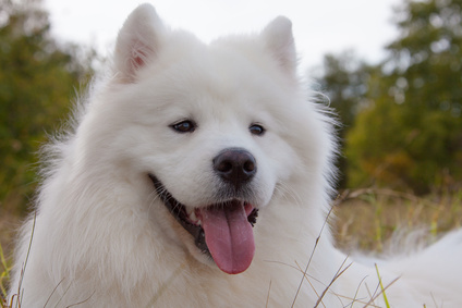 Adorable samoyed puppy on the lawn