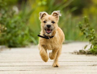 Purebred dog outdoors on a summer day.