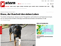 http://www.stern.de/panorama/glueckliche-rettung-eines-ausreissers-bruce--der-hund-mit-den-sieben-leben-3785376.html